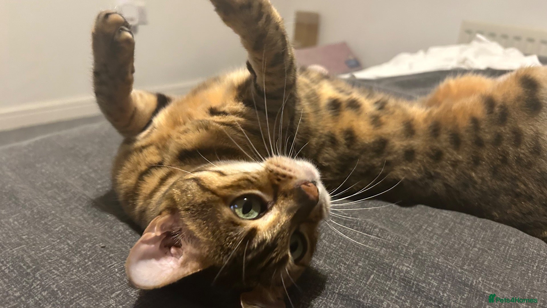 Bengal cats Tilly  - Advert 1