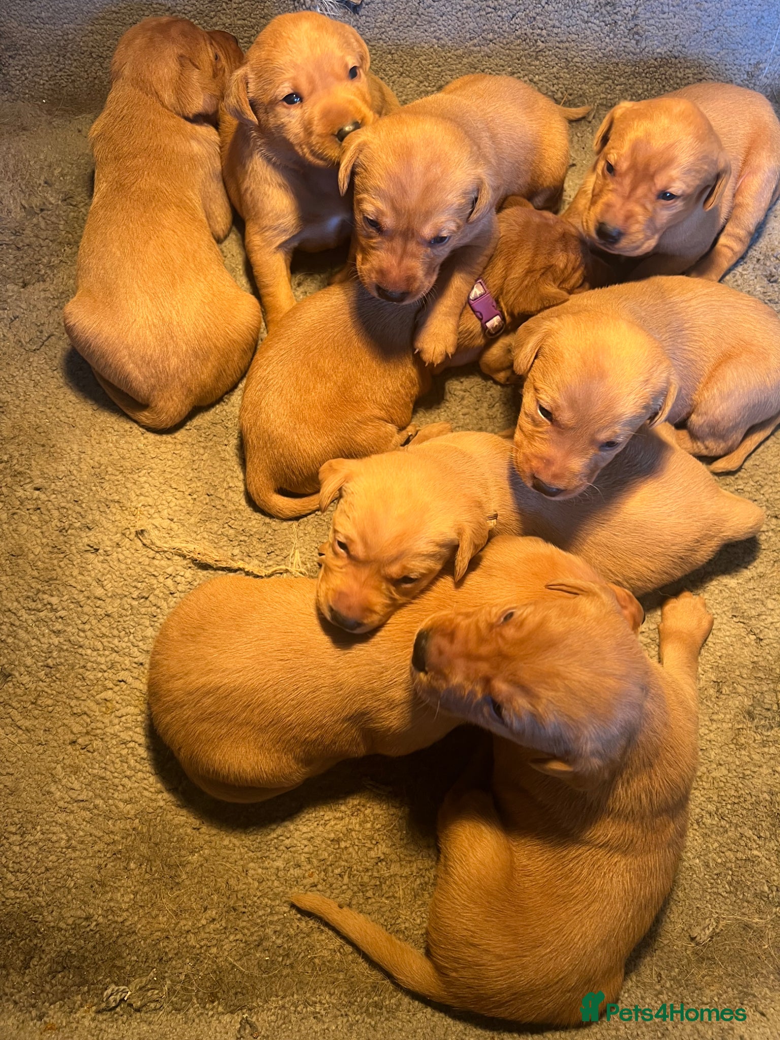 Labrador Retriever dogs Beautiful fox red Labrador pups - Advert 2