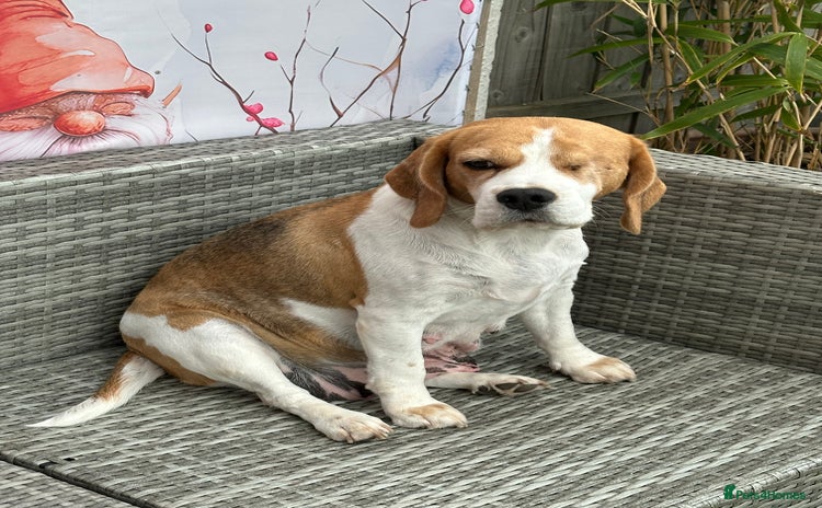 Beagle dogs - Advert 1