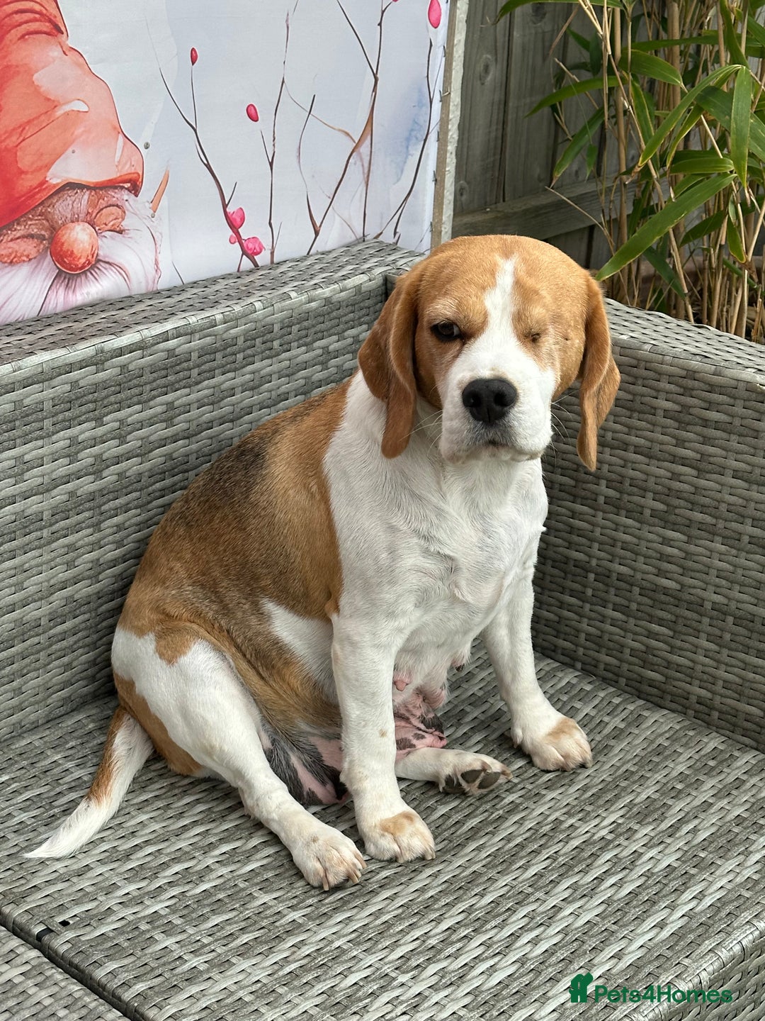 Beagle dogs for sale: loving Girl Beagle looking for 5 Star Home - Image 1