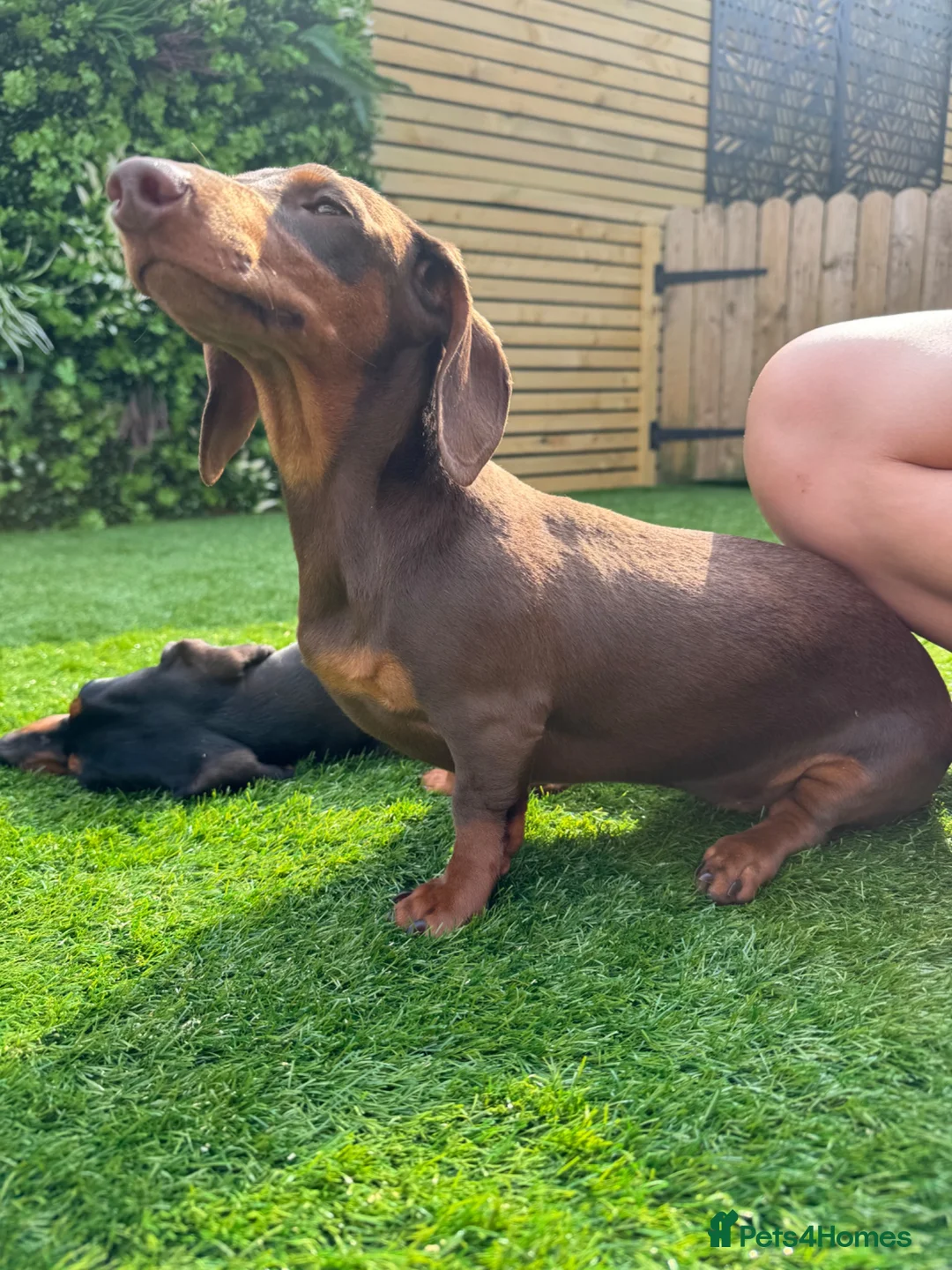 Dachshund dogs for sale: 2 year old female for sale  - Advert 4