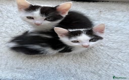 Ragdoll cats for sale: Male kittens  - Image 4
