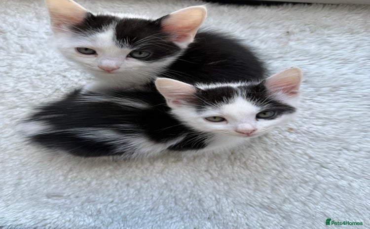 Ragdoll cats - Advert 11