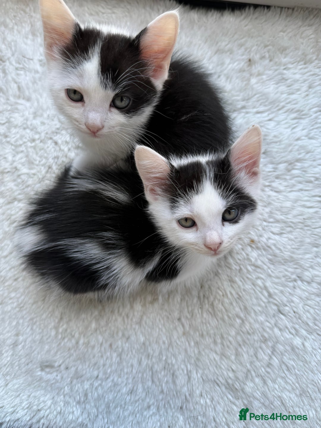 Ragdoll cats for sale: Male kittens  - Image 4