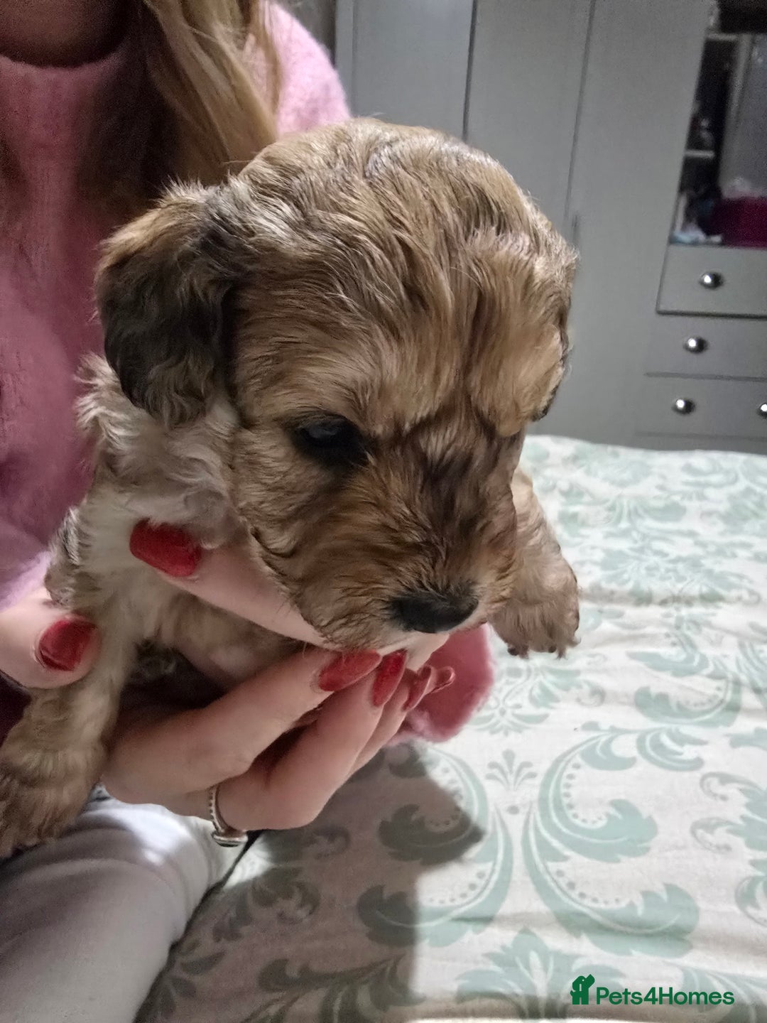 Miniature Poodle dogs for sale: Miniture poodles for sale 2 girls 2 boys - Advert 5