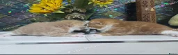 Mixed Breed cats for sale: Gorgeous fluffy loving kittens. READY 05/09/2026 - Advert 5