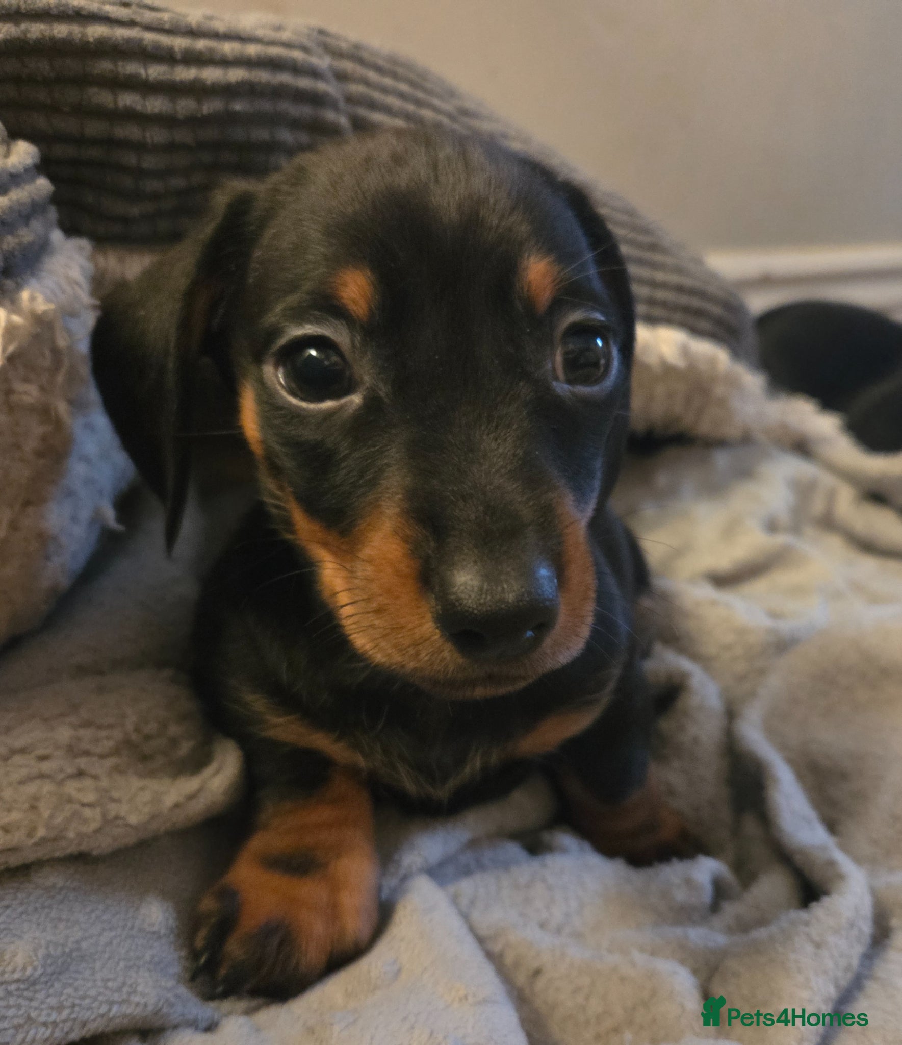 Miniature Dachshund dogs **1 girl left** Miniature Dachshunds - Advert 1