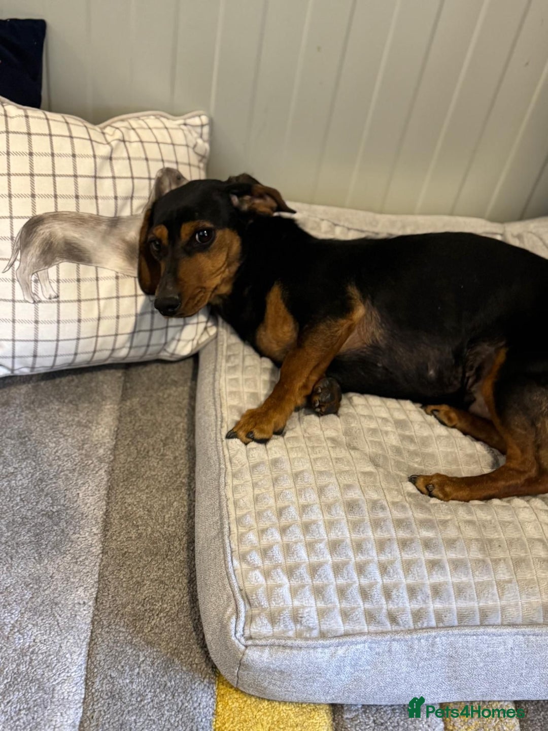 Mixed Breed dogs for adoption: Beautiful Mira needs a home - Advert 3