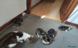 Mixed Breed cats for sale: 4 cute little female kittens for sale - Image 6