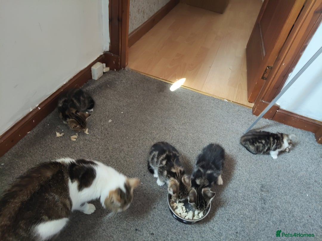 Mixed Breed cats for sale: 4 cute little female kittens for sale - Image 6