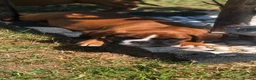 Boxer dogs for sale: Boxer pups  - Advert 8