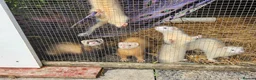 Ferret rodents for sale: Young Ferrets 14+ weeks  in Yelverton - Advert 4