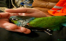 Conures birds for sale: Crimson bellied conure - Image 2