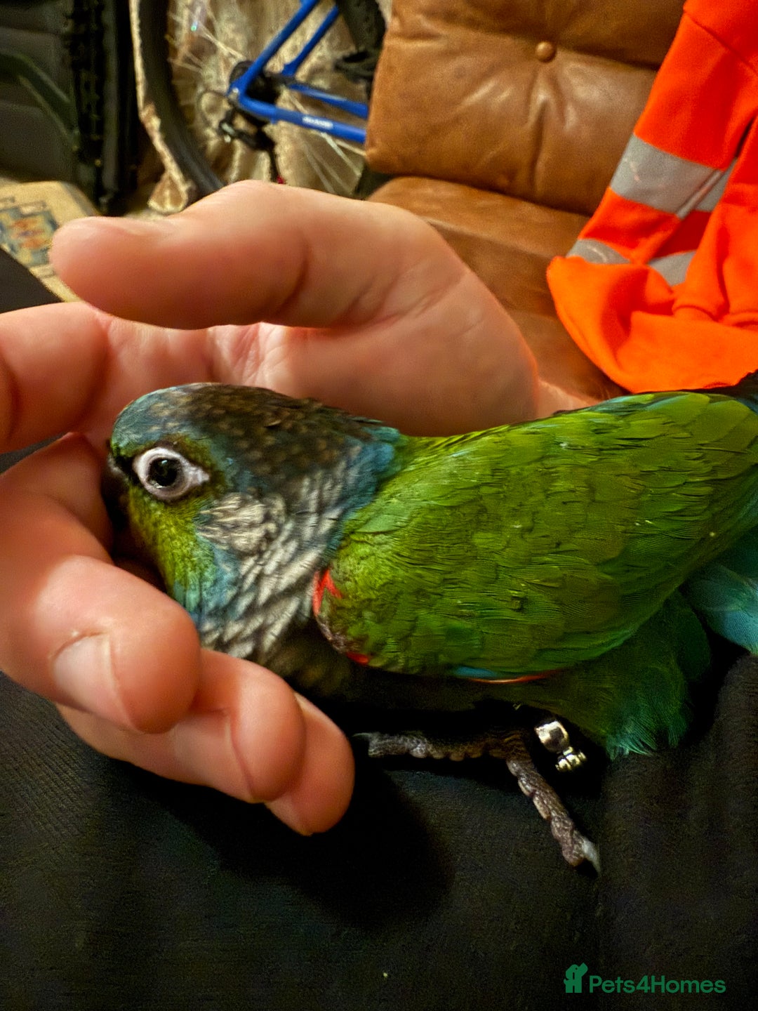 Conures birds for sale: Crimson bellied conure - Image 2
