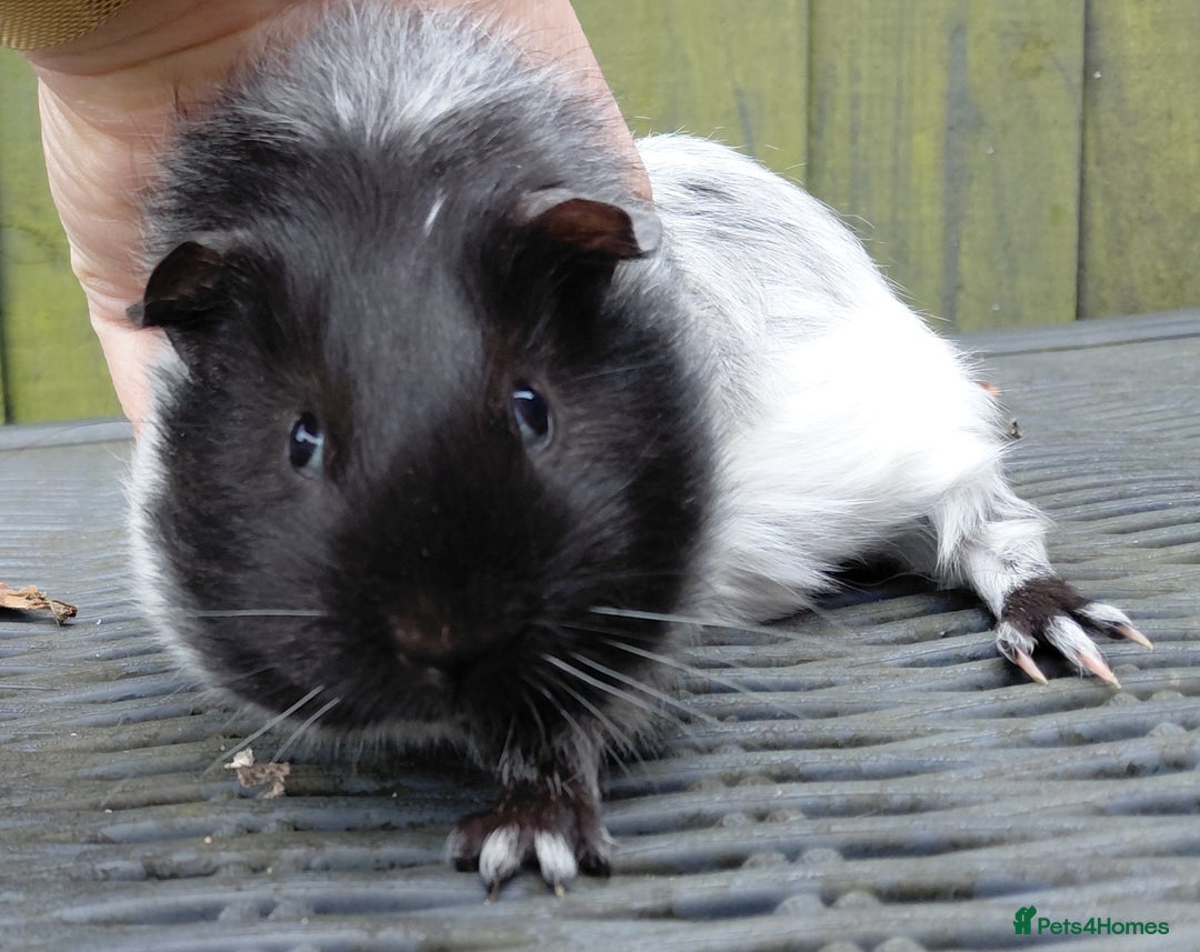 Guinea Pig rodents for sale: 3 male baby piggies for sale - Advert 11