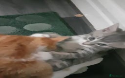 Turkish Angora cats for sale: Turkish Angora kitten for sale  - Image 1