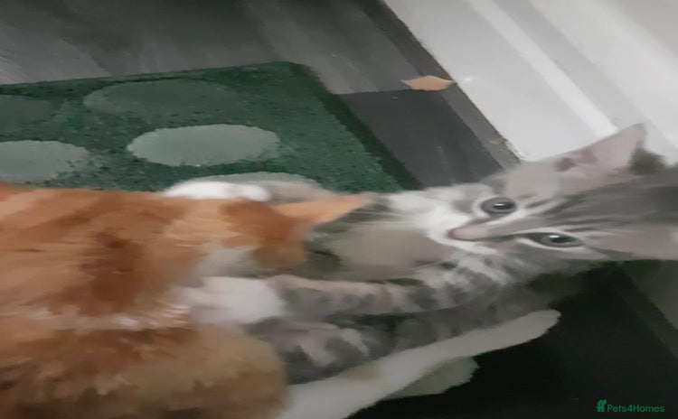 Turkish Angora cats for sale - Advert 2