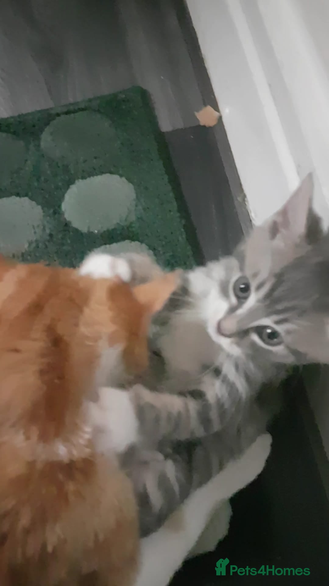 Turkish Angora cats for sale: Turkish Angora kitten for sale  - Image 1