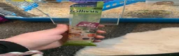 Hamster rodents for sale: Hamster and set up for sale - Advert 6