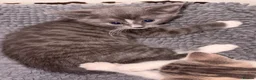British Shorthair cats for sale: 4 lovely’s silver grey British shorthair  - Advert 17