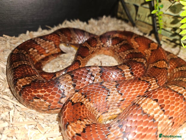 Corn Snake reptiles - Advert 2