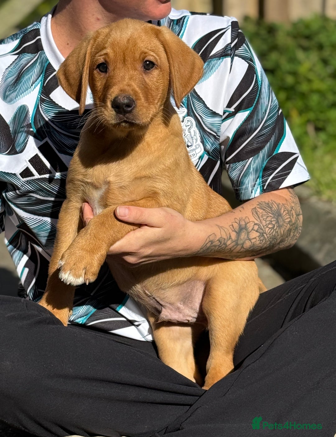 Labrador Retriever dogs for sale: Fox Red /  Mahogany Labradors  - Image 29