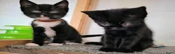 Mixed Breed cats for adoption: LEVI AND LOU - Advert 1