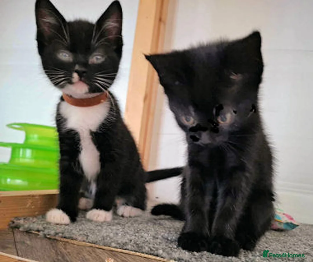 Mixed Breed cats for adoption: LEVI AND LOU - Advert 1