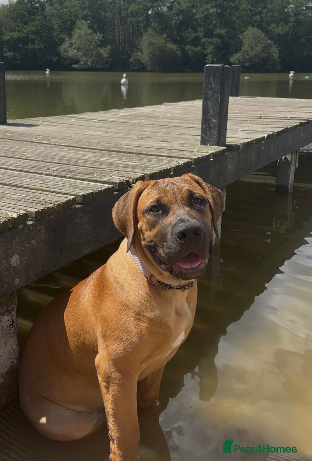 Boerboel dogs for sale: Elite Family-raised & trained Boerboel puppy - Image 13