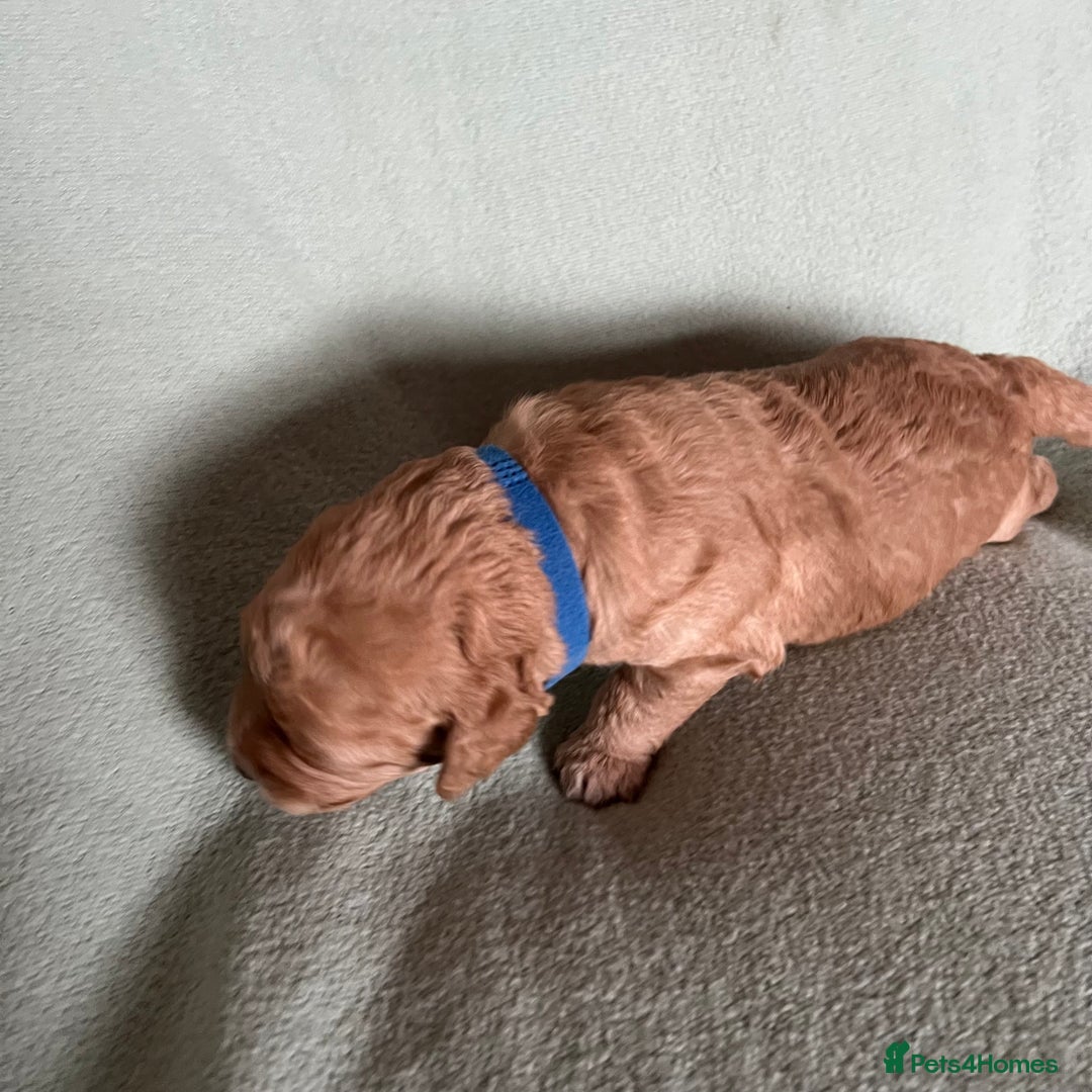 Australian Labradoodle dogs for sale: Fib Labradoodle puppies - Advert 18