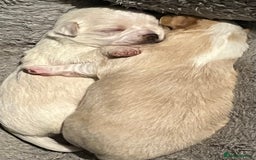 Chipoo dogs for sale: Chihuahua X toy poodle - Image 5