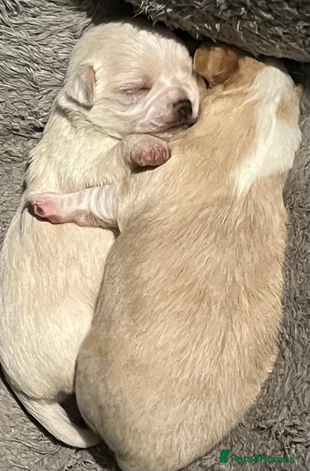 Chipoo dogs for sale: Chihuahua X toy poodle - Image 5