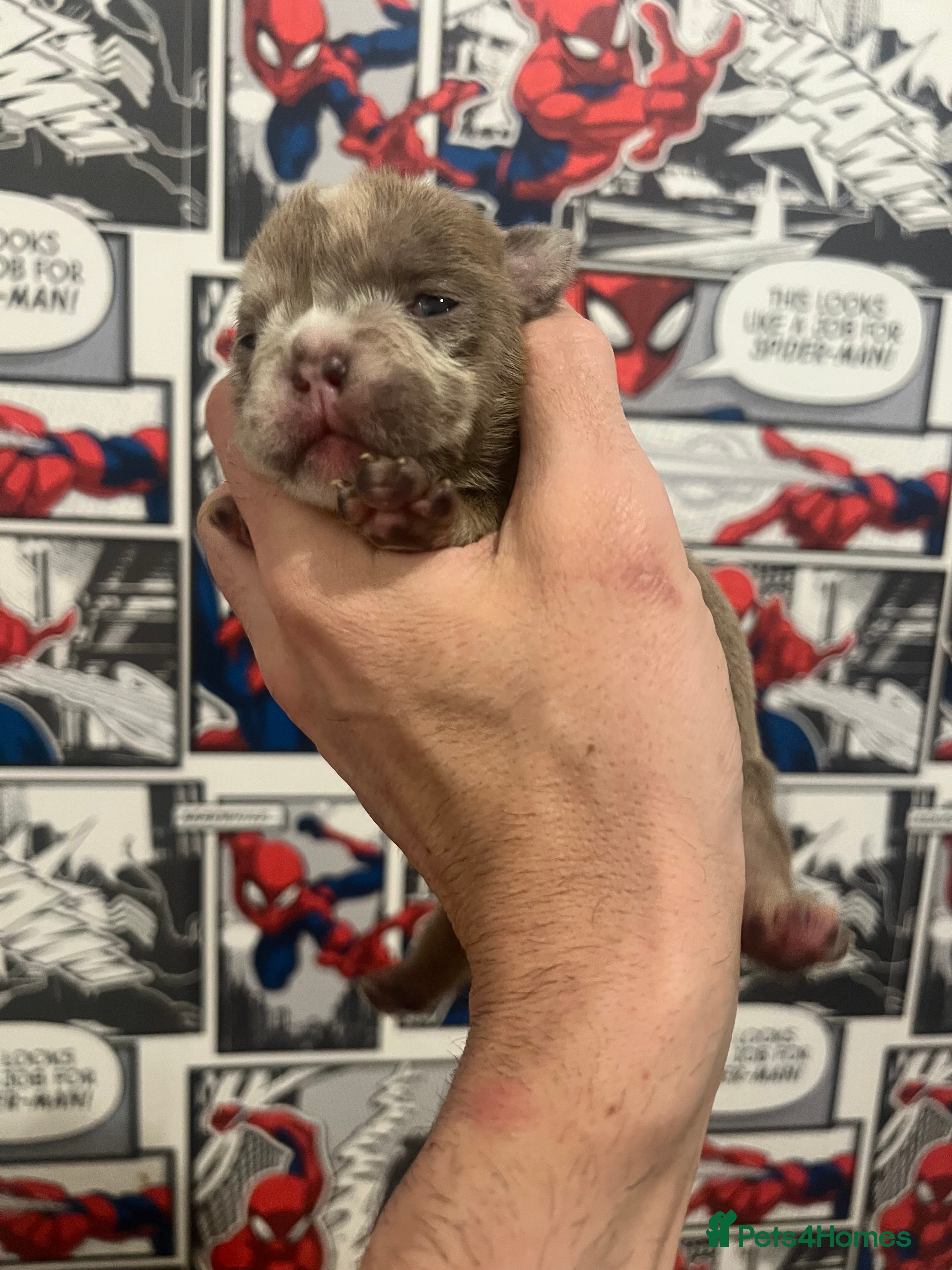 English Bulldog dogs English bulldog - Advert 17