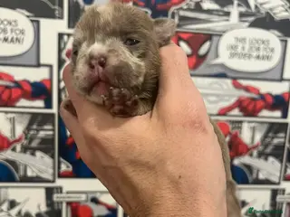 English Bulldog dogs English bulldog - Advert 17