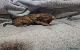 Cocker Spaniel dogs for sale: Beautiful cocker spaniel puppies - Image 12