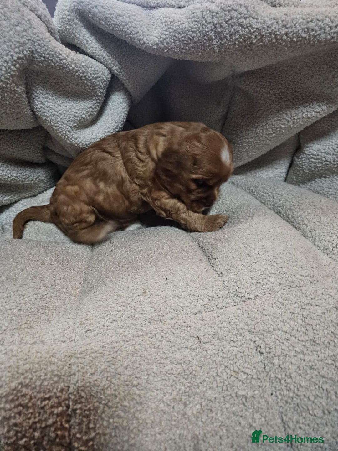 Cocker Spaniel dogs for sale: Beautiful cocker spaniel puppies - Image 12
