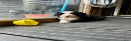 Sheepadoodle dogs for sale: Beautiful Black & White Sheepadoodles - Advert 2
