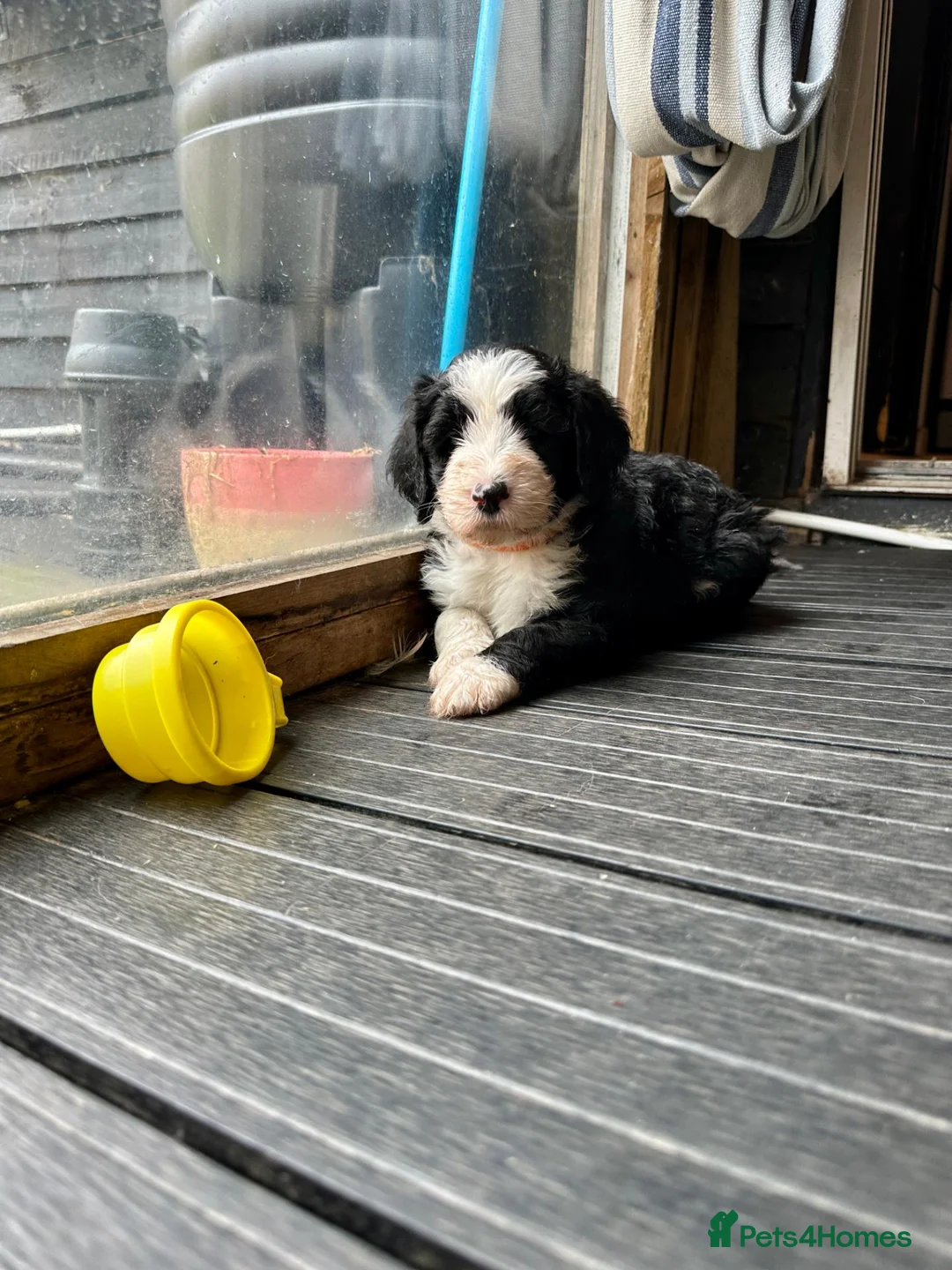 Sheepadoodle dogs for sale: Beautiful Black & White Sheepadoodles - Advert 2