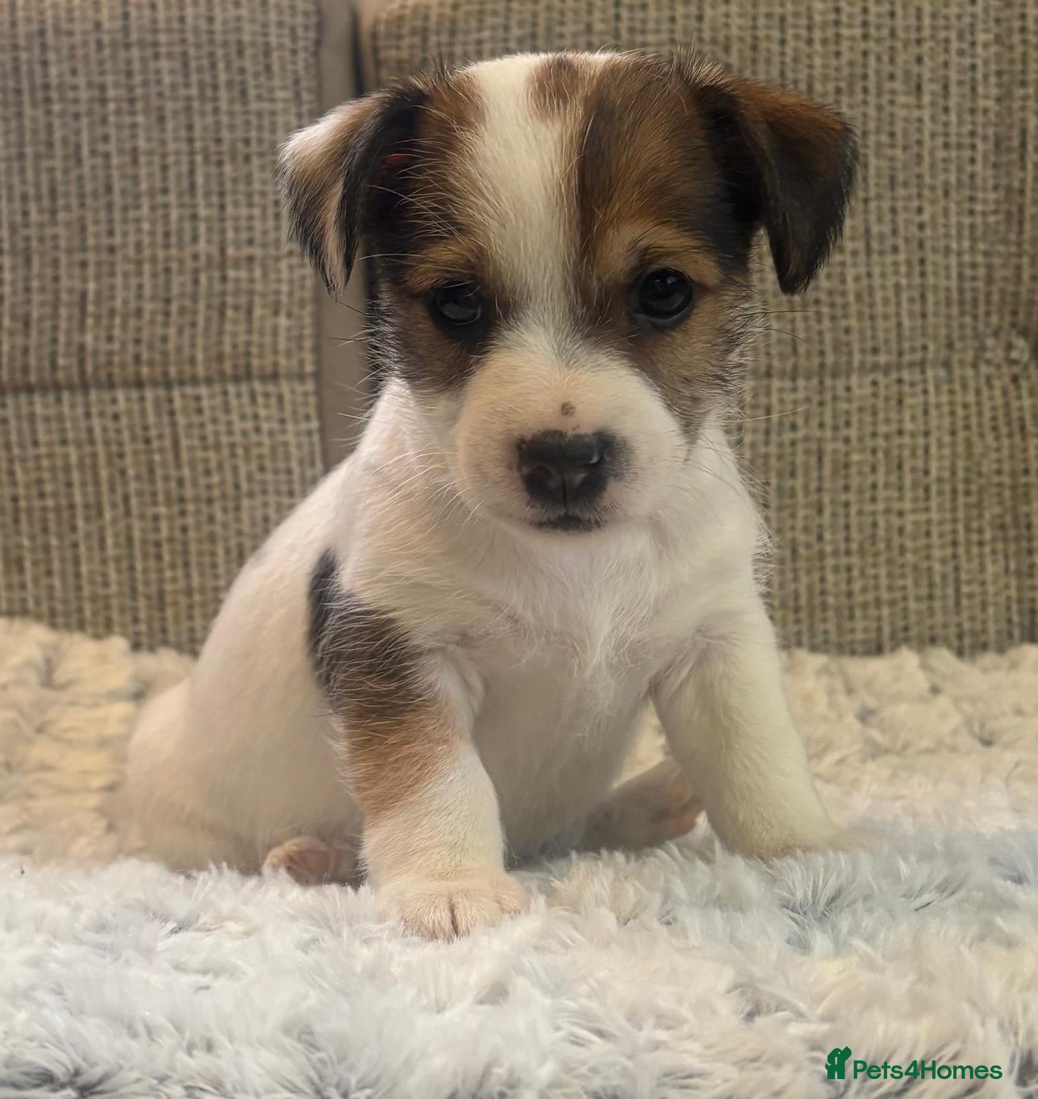 Jack Russell dogs Gorgeous short-legged Jack Russell Puppies! - Advert 11
