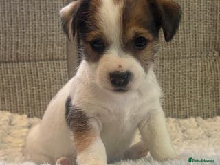 Jack Russell dogs Gorgeous short-legged Jack Russell Puppies! - Advert 10