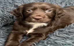 Sprocker dogs for sale:  Sprocker spaniel puppies - Ready Soon ! - Image 7
