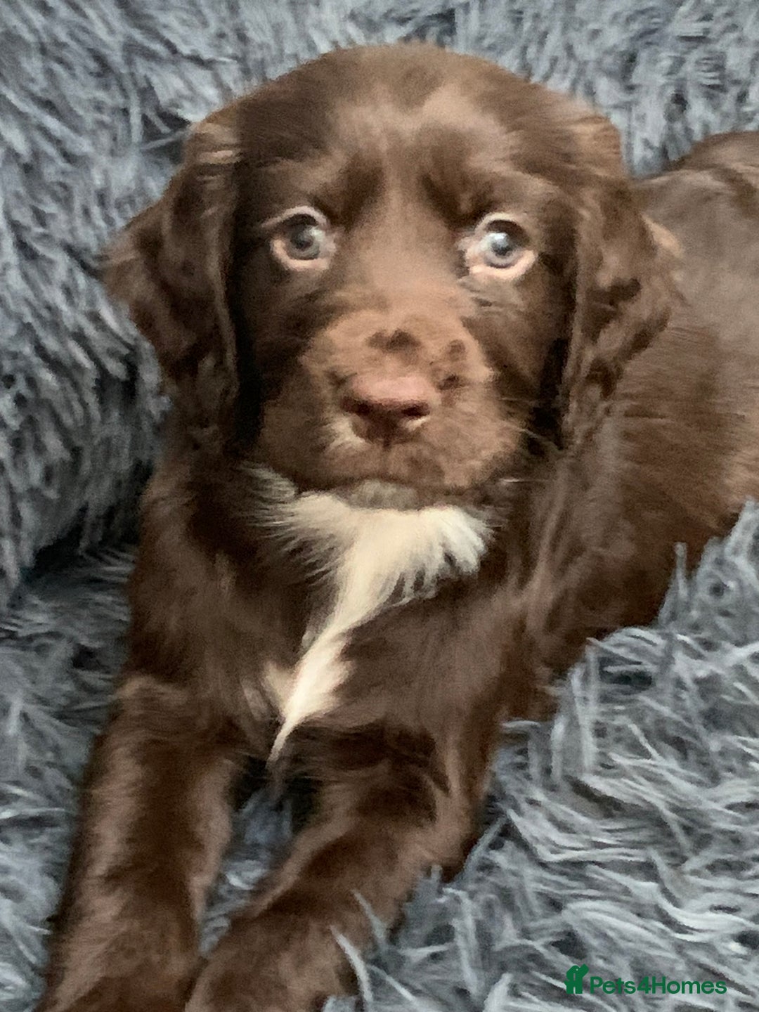 Sprocker dogs for sale:  Sprocker spaniel puppies - Ready Soon ! - Image 7