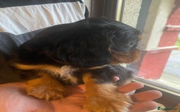 Cavalier King Charles Spaniel dogs for sale: Cavalier King Charles Spaniel Puppies - Image 20