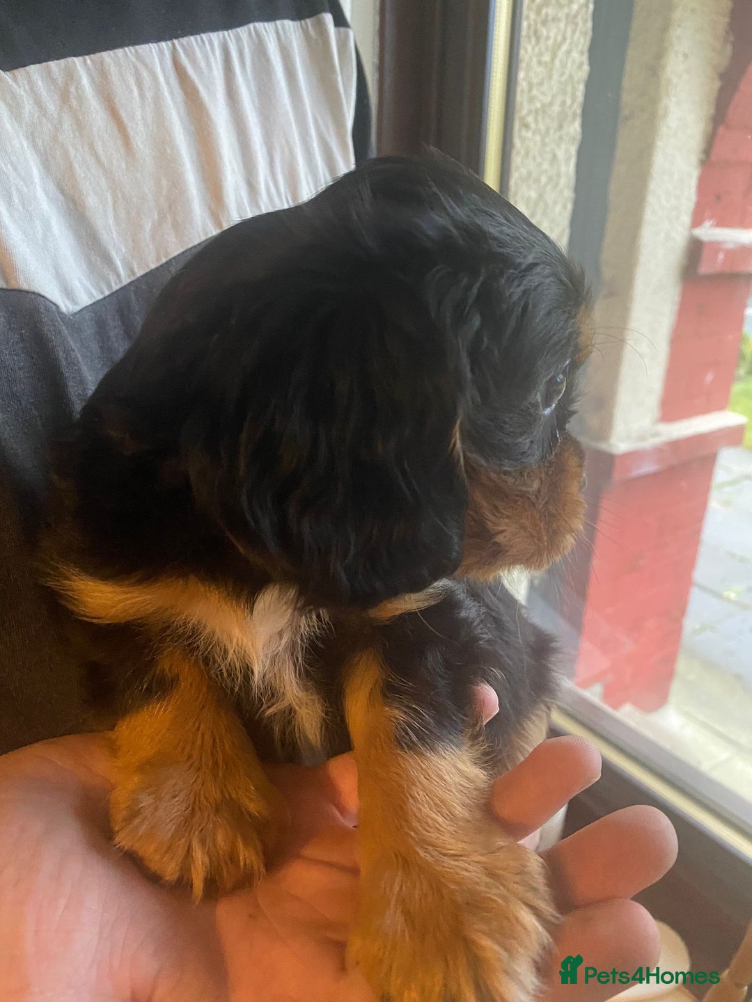 Cavalier King Charles Spaniel dogs for sale: Cavalier King Charles Spaniel Puppies - Image 20