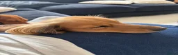 Miniature Dachshund dogs for sale: Female Miniature Dachshund  - Advert 3