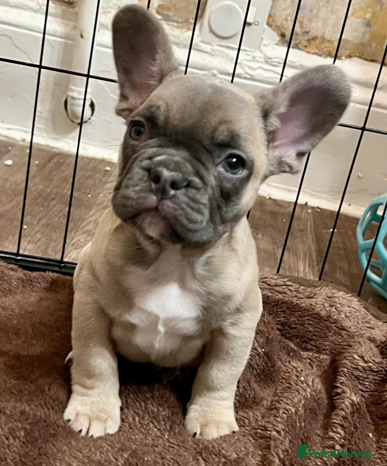French Bulldog dogs French Bulldog Puppies for sale - Advert 3