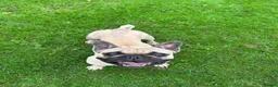 French Bulldog dogs for sale: Female French Bulldog  - Advert 6