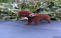 Toy Poodle dogs for sale: Asian teddy face toy poodles boys - Image 6