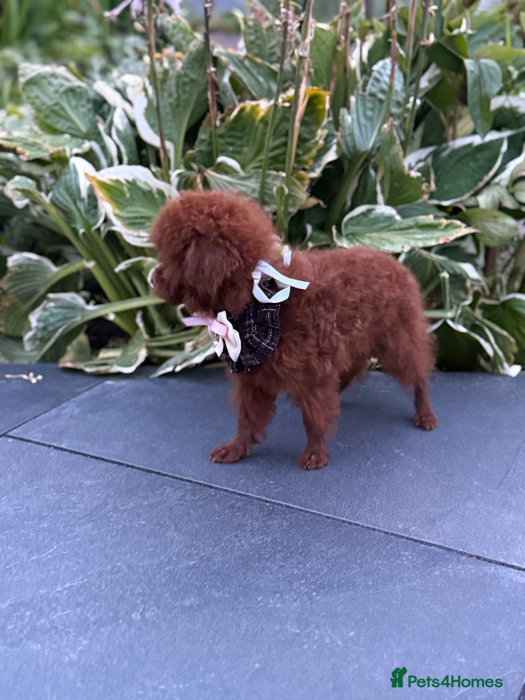 Toy Poodle dogs for sale: Asian teddy face toy poodles boys - Image 6