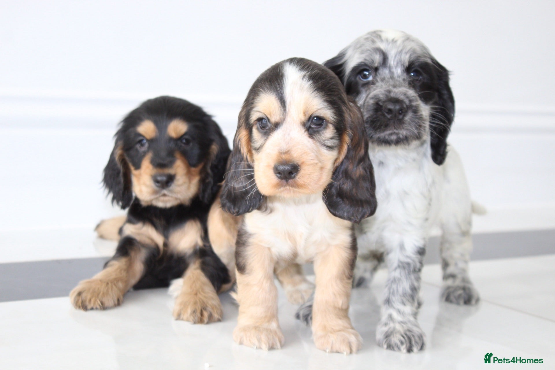 Cocker Spaniel dogs Beautiful KC Registered Show-Type Puppies - Advert 3